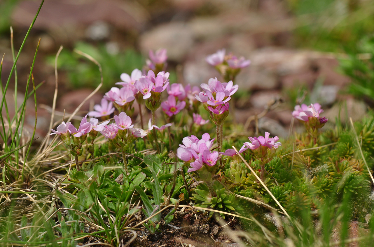 Androsace carnea